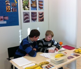 Vincent und Darius untersuchten Bananen