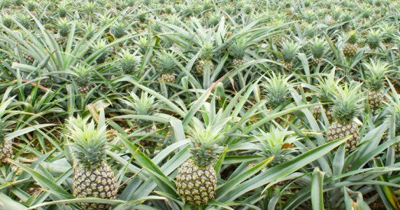 iStock_000016381641Small Ananasplantage