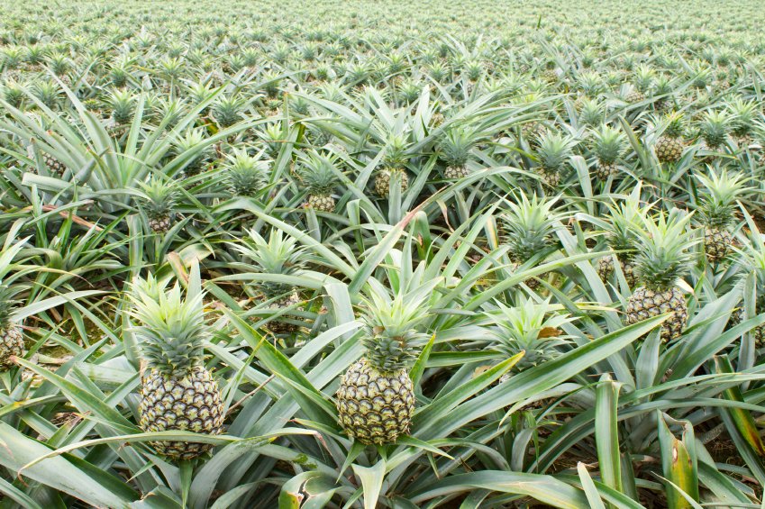 Wie Sieht Eine Gute Ananas Aus
