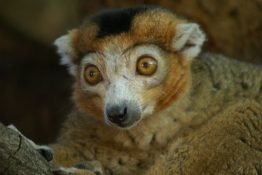 Diesen Lemur traf Doreen im National Park.