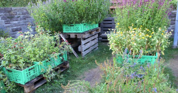 and-and-and-garden2 and-and-and-garden2