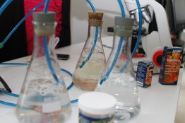 Experiment von Luisa und Julia zum Verhalten von Artemia salina