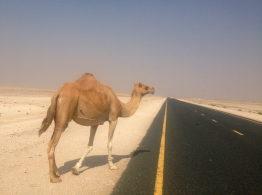 Camels crossing