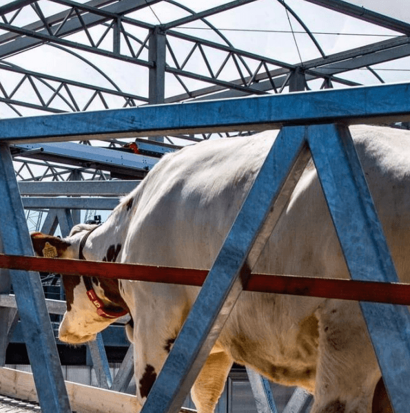 SMA Floating Farm Cow